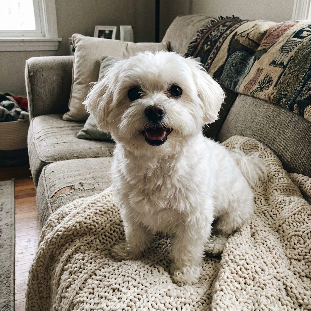 A happy Maltese on a knitted blanket at home