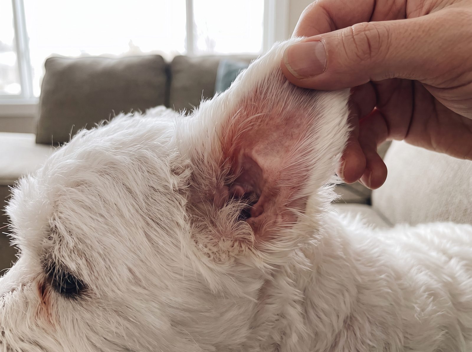The same ear clean, dry and pink