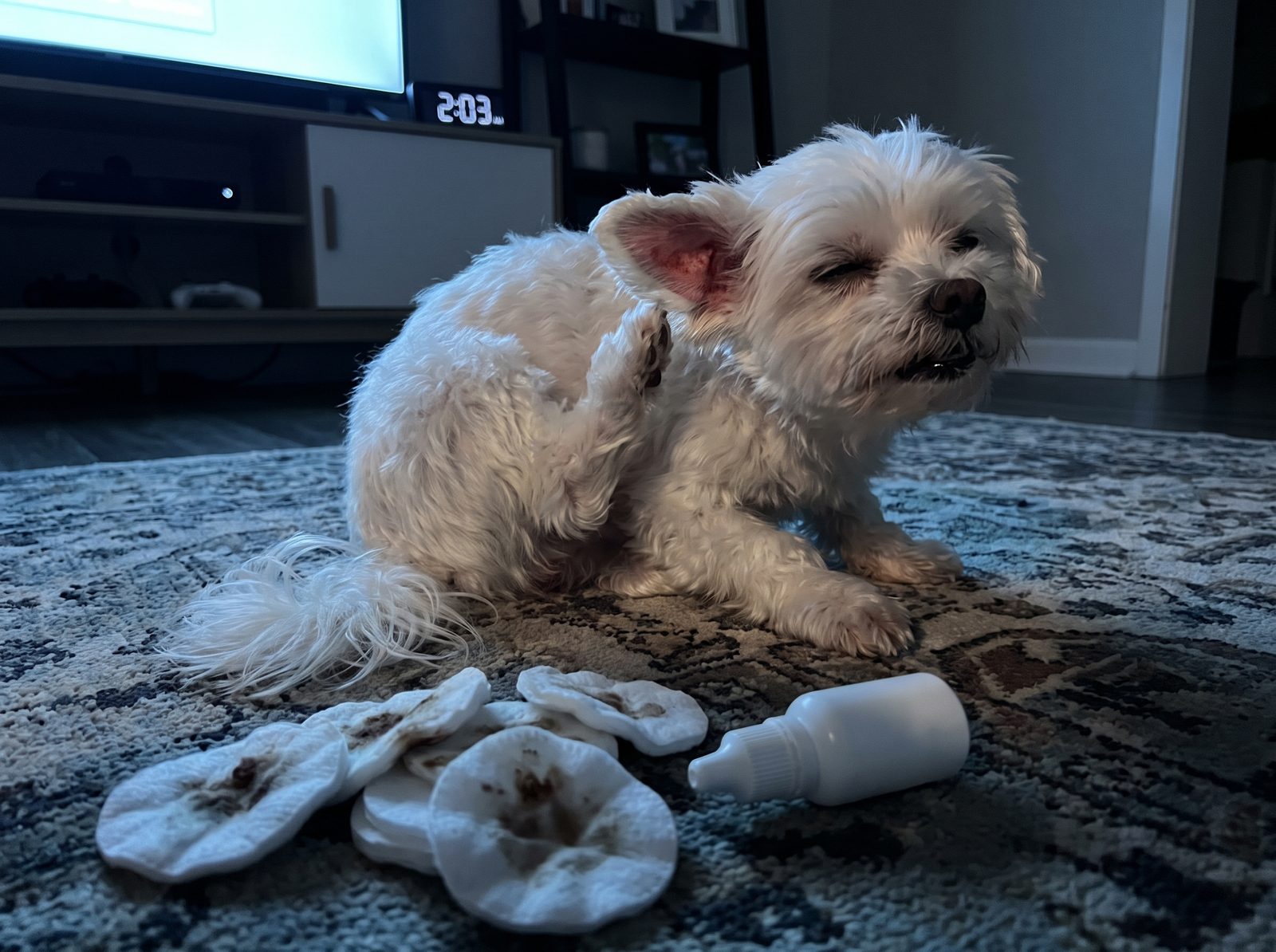 A small dog scratching at her irritated ear in a dark living room
