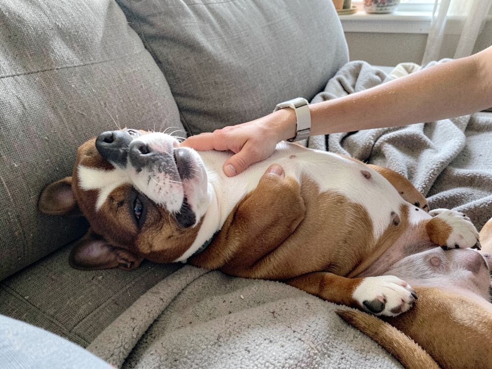 A French Bulldog lying belly-up on the couch, calm and relaxed, getting a tummy rub
