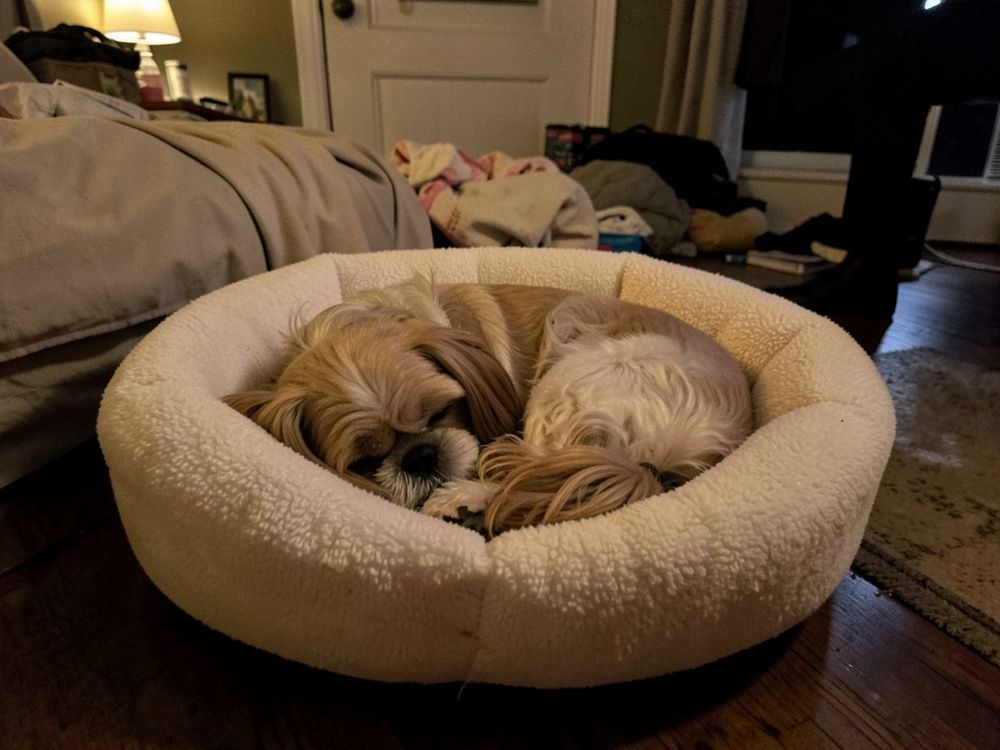 A small Shih Tzu sleeping deeply in her dog bed at night